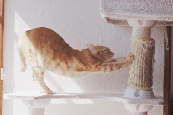 ヨガの猫のポーズ 効果やバリエーション 猫の伸びのポーズも Soelu ソエル Magazine