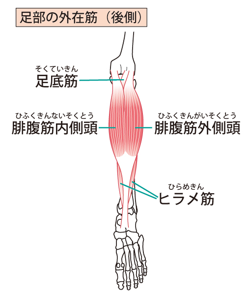 ふくらはぎの筋肉構造のイラスト