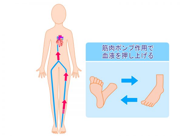 ふくらはぎの筋肉の仕組み